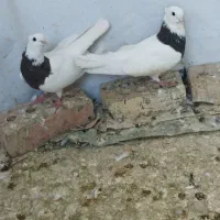 طوقی