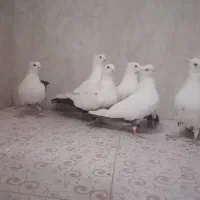 کبوتر یا پرنده