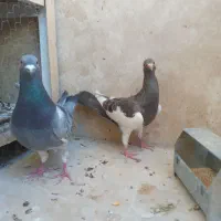 کبوتر یهودی و پلاکی