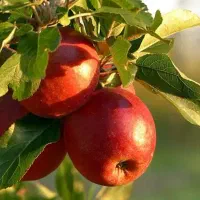 پیوند زنی صادق