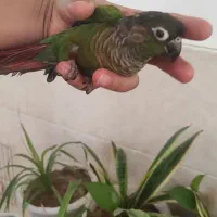 طوطی گرینچیک