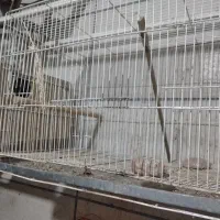 قفس|لوازم جانبی حیوانات|گنبد کاووس, |دیوار