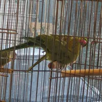 جفت ملنگو آماده،گرینچیک