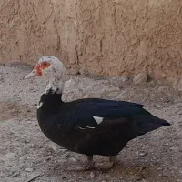 اردک روسی تخم گذار