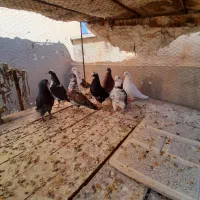 ۸ عدد کبوترنروماده سالم