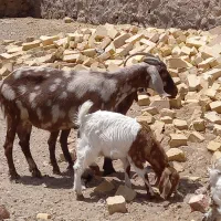 بز و کهره دورگ پاکستانی