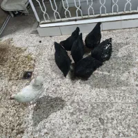 مرغ تخم سبز و آ ب ی  خاص