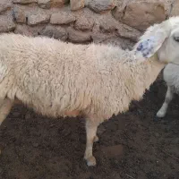 حیوانات مزرعه