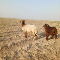 قوچ وگوسفند بره