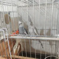عروس هلندی