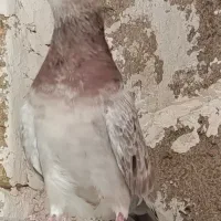 ماده پرشی