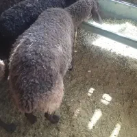 بره چاق