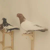 کفتر خوب نر و ماده دونه ۳۰۰