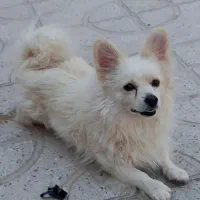 سگ پامر