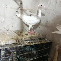 چند عدد کفتر جفتی و پرشی