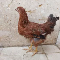 جوجه ۵ ماهه