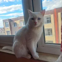 گربه پرشین آنکارا