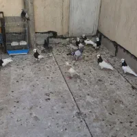 کبوتر طوقی و کبود فروشی