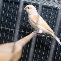 قناری مزائیکی نر و ماده آماده جفتگیری . بخوان