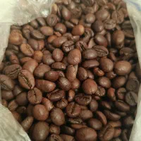 دانه قهوه عمده فروش