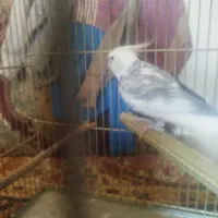 طوطی عروس هلندی نر مولداواز خوان