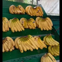 کارگر میوه فروشی حقوق ۳۰میلیون