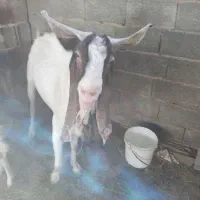 فروش پازن گلابی