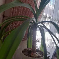 گل طبیعی سوسن عنکبوتی