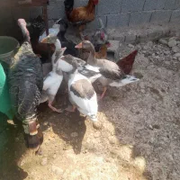 غاز و بوقلمون و خروس