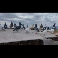 کفتر پرشی تعداد ۴۰ عدد پنج ماده الباقی نر