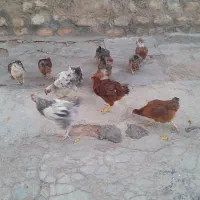 مرغ خانگی