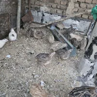 بلدرچین