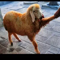 بره