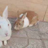 دوتاخرگوش