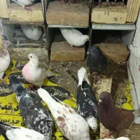 کفتر