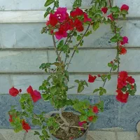 گل و گیاه طبیعی