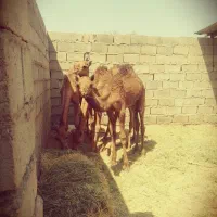 شتر|حیوانات مزرعه|ریگان, |دیوار