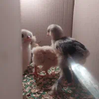 جوجه برهما مرغ و خروس لایت بلک و بلو گلد پاتریج