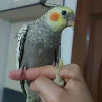 جوجه ۵۰روزه عروس هلندی مرواریدی