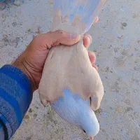 پرنده|پرنده|رفسنجان, |دیوار