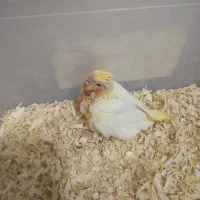 جوجه سرلاکی