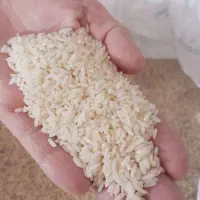 برنج محلی صحنه سالم چنین دانه