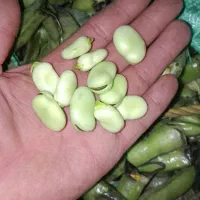 باقالی سبز کاشان- نخود اتابک- لوبیا کرجی
