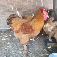 مرغ و خروس برهما