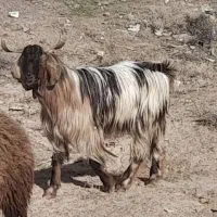 بزغاله نرنژاد دارتخمی