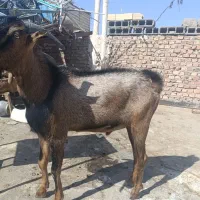 بزغاله نر