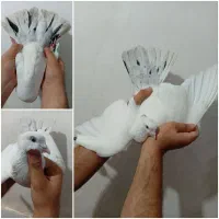 دمبی کفتر