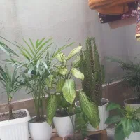 گل آپارتمانی