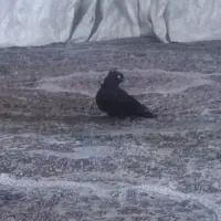 زاغ عبادانی