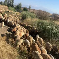 توغلی و بره نر اوتاغ آلرام